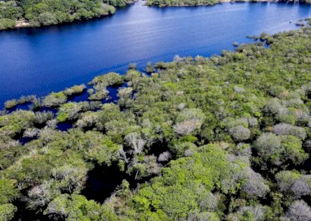 Alertas de desmatamento na Amazônia caem 35% em junho de 2026