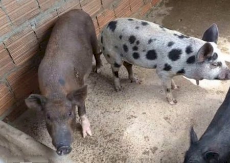 Produtor denuncia furto de porcos em chácara no distrito de Rio Brilhante
