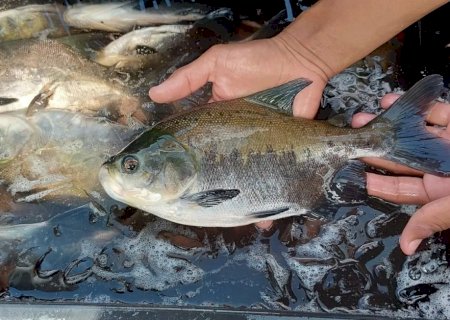 Peixe popular no Brasil entra em risco de extinção e pode ter venda proibida