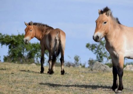 Takhi, o cavalo selvagem que virou símbolo de restauração na Mongólia