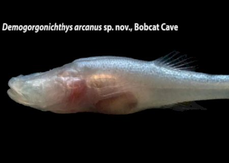 Peixe-demônio: cientista descobre nova espécie sem olhos