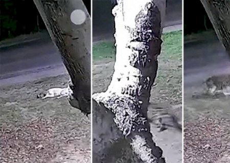 Vídeo - Onça invade quintal, ataca cachorro e assusta moradores em Corumbá
