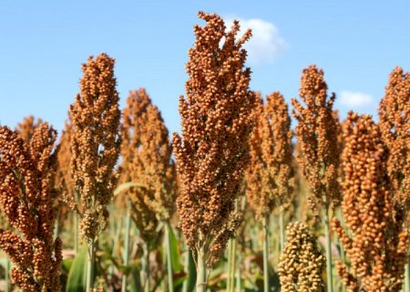 Sorgo ganha espaço no campo e se consolida como alternativa ao milho em MS
