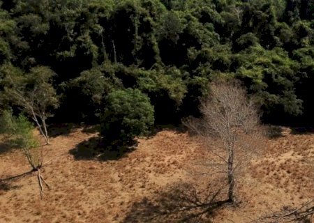 Depois da COP17, Brasil é cobrado a efetivar metas de restauração