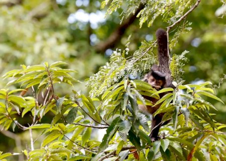 Entidade cobra compromisso de candidatos com direitos da natureza