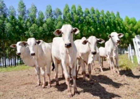 Rebanho bovino de MS encolhe em 616 mil animais em um ano