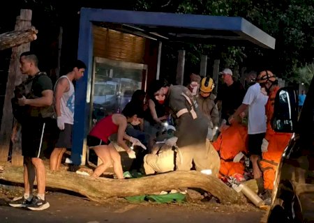Jovem morre após ser atingida na cabeça por queda de árvore