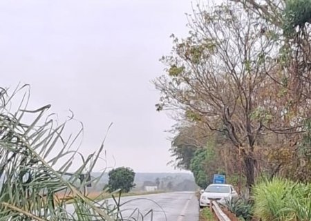 Itaporã: Coqueiro cai sobre a MS-157 e Defesa Civil alerta motoristas