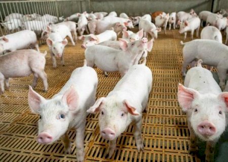 Abate de su&iacute;nos cresce 16% e chega a 2,1 milh&otilde;es de animais em MS