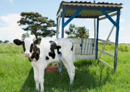 Bezerro dispara até 40% e Pantanal ganha protagonismo na pecuária de MS