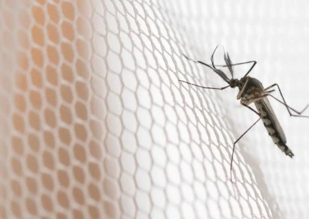 Cidades do noroeste de SP têm maior incidência de casos de dengue