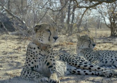 TV Brasil estreia séries de natureza selvagem em horário nobre