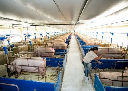 Suinocultura cresce e setor busca caminhos para atrair e reter profissionais