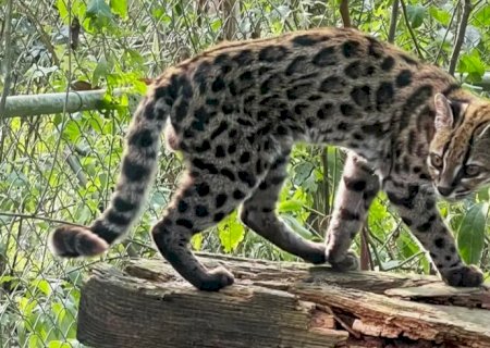 Nova espécie de felino é identificada em florestas da Bolívia