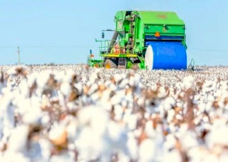Mercado de algodão perde ritmo com baixa demanda por novos negócios