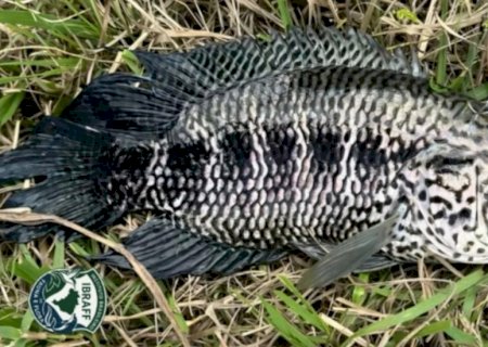 Se fisgar, não devolva à água: peixe-jaguar ameaça Rio Jacaraípe