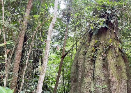 Lista das espécies da flora ameaçadas de extinção é atualizada