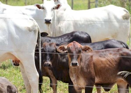 MS perde quase 800 mil cabe&ccedil;as de gado em um ano e rebanho cai 4,3%